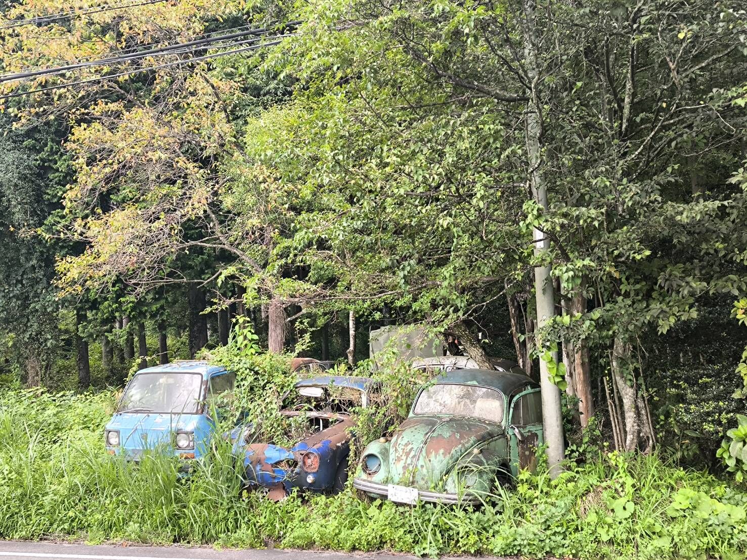 相続した山林に古い車が何台も…放置された土地をそのままにしてはいけない理由