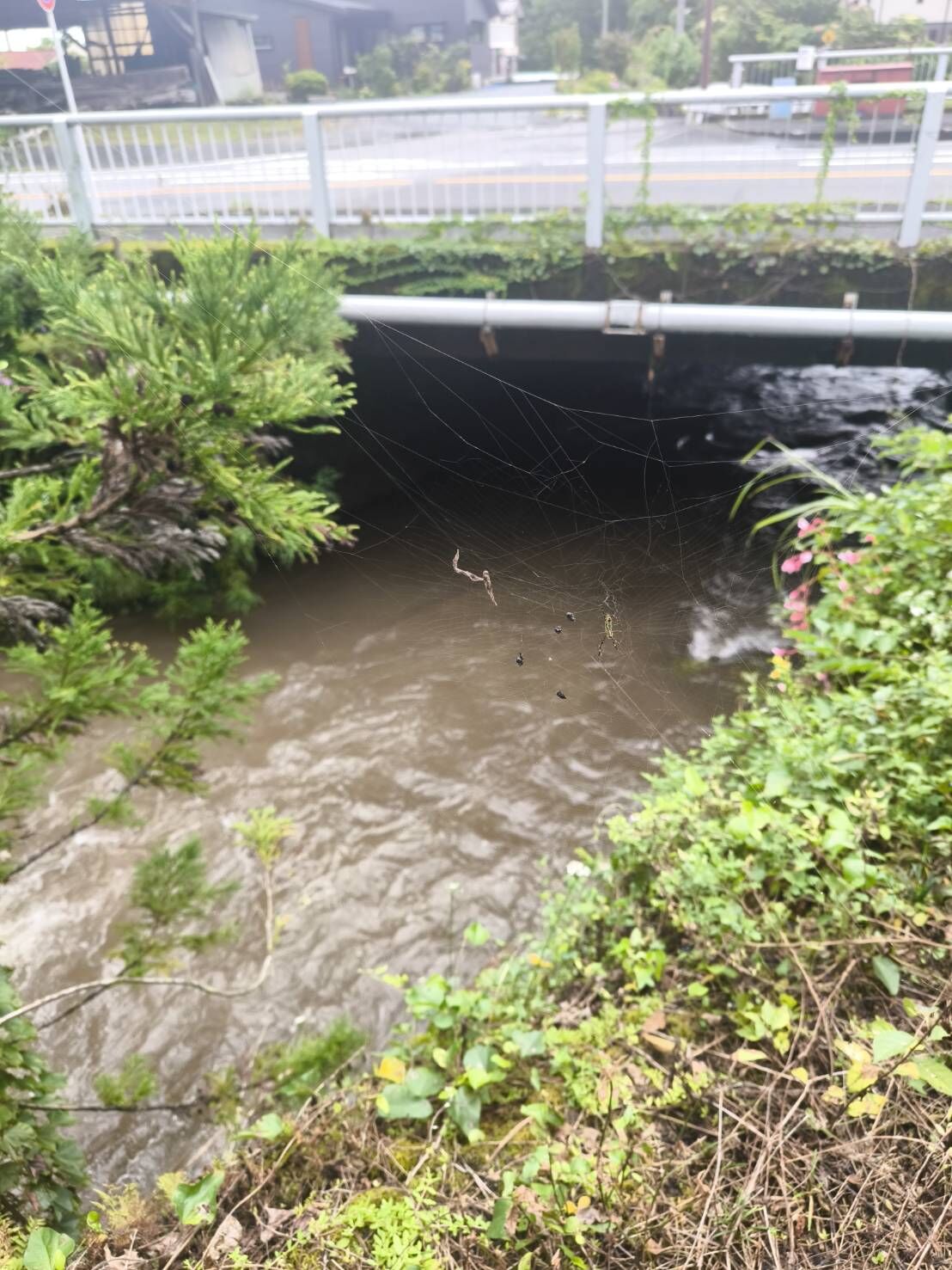 大雨のあと、山と川は一気に表情を変える。相続した山林で気をつけたい豪雨時の危険