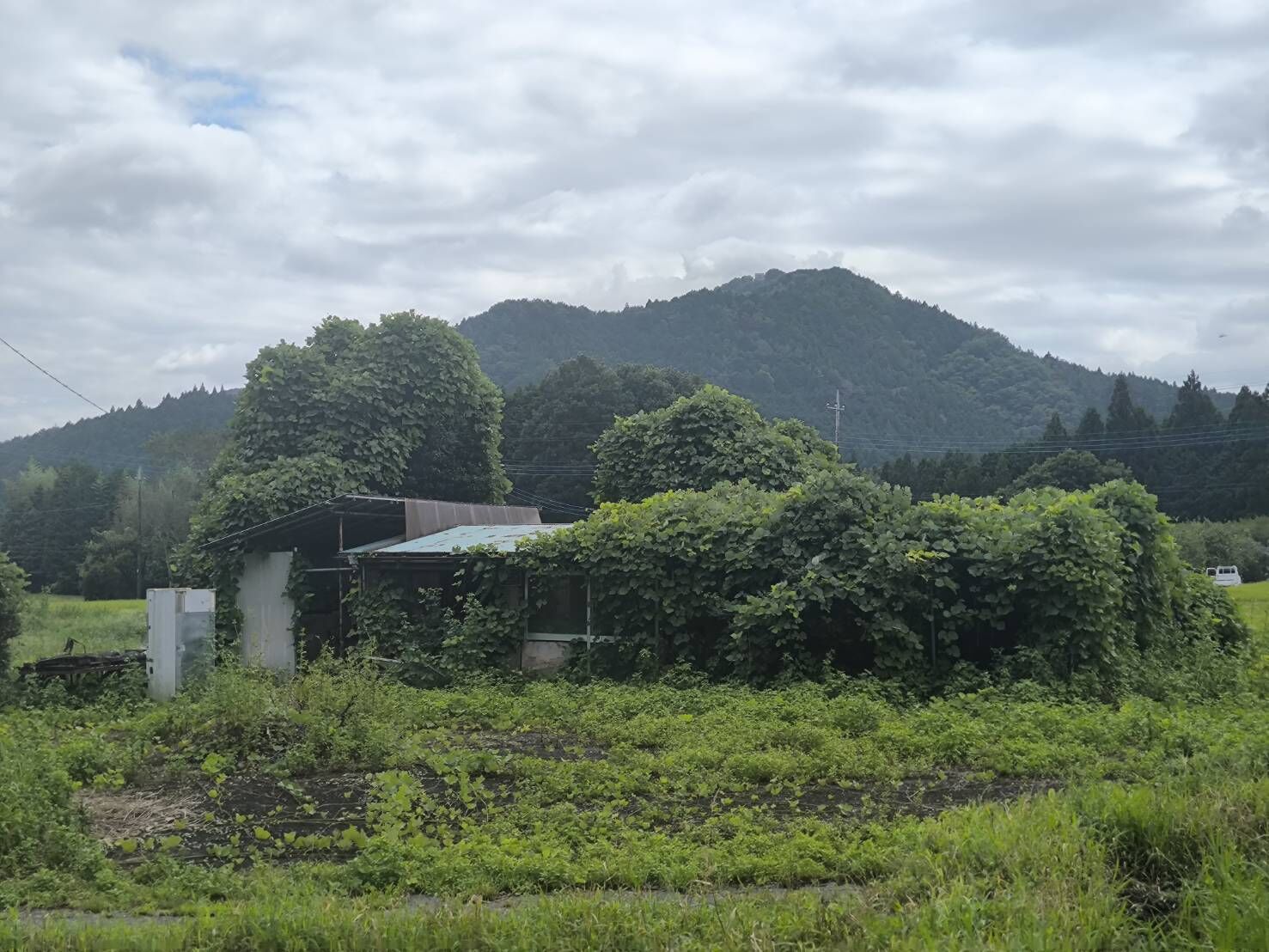 相続した空き家が草木に飲み込まれる前に。山林の建物を放置すると起きること