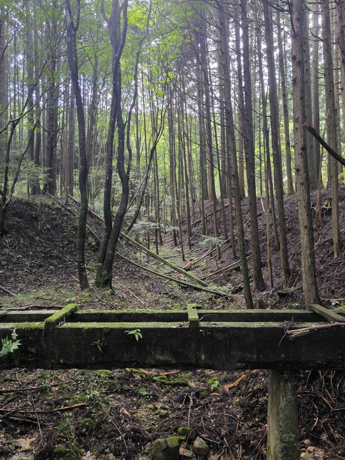 相続した山林に古い水路や構造物があったら？現地確認と管理のポイント