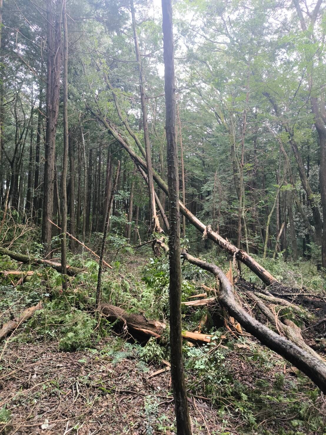 台風後の山林は要注意｜倒木・かかり木など相続した山で確認したいポイント