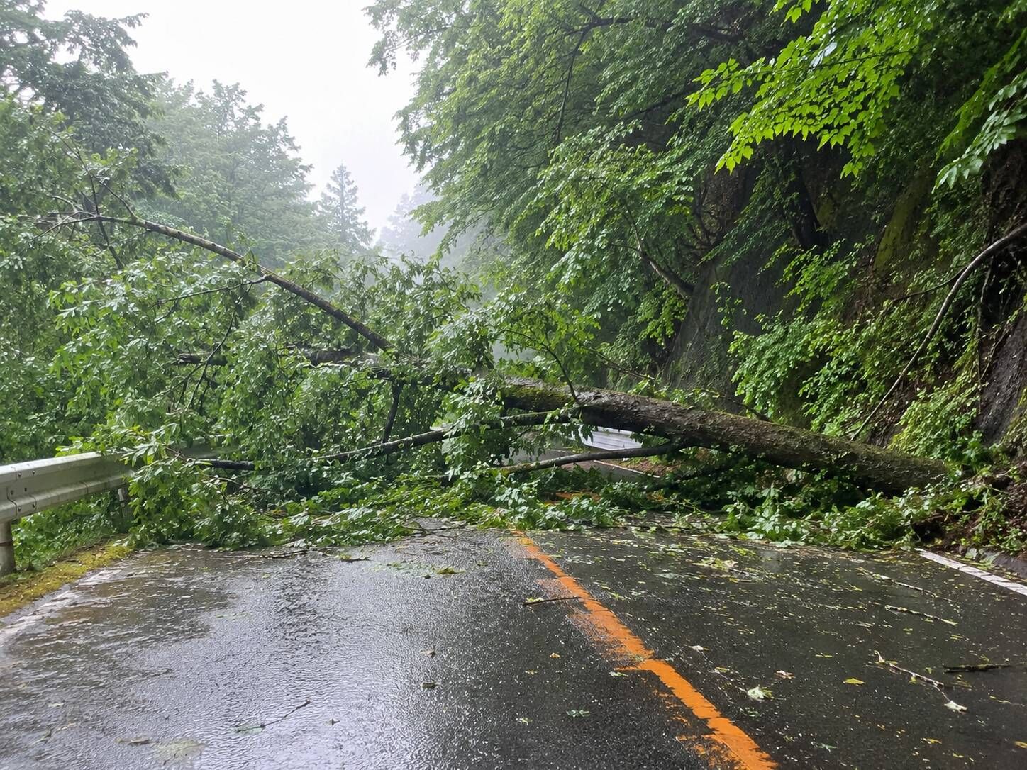 台風や大雨のあと、山林の木が倒れて道路をふさいでしまうことがあります。山の中だけの倒木とは違い、道路沿いでは通行や周辺住民にも影響する可能性があります。栃木山林相続地管理センターが、相続した山林で確認しておきたい道路沿いの木や倒木リスクについて現場目線で紹介します。